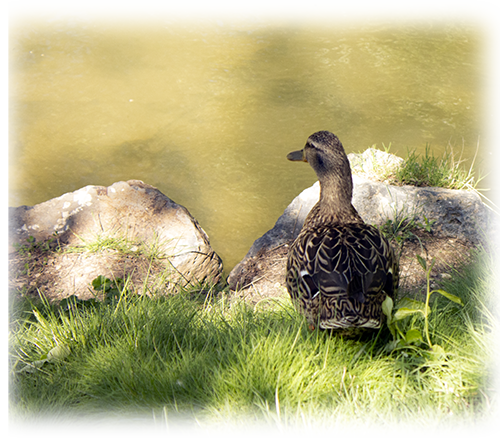 Picture of ducks next to lake