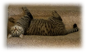 Picture of cat laying upside down on stairs